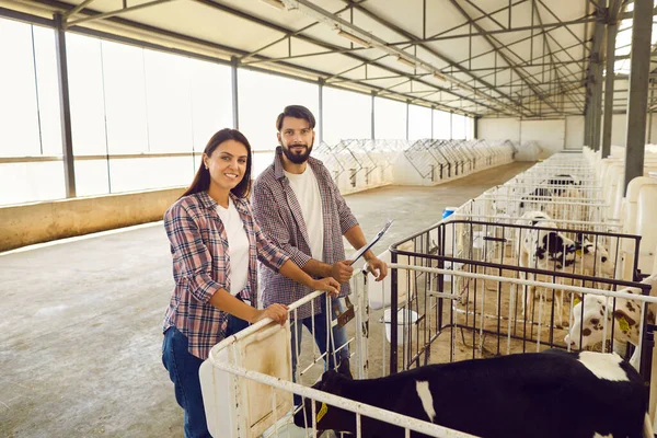 Paar gelukkige boeren controleren kalveren in grote schuur op veebedrijf op het platteland — Stockfoto