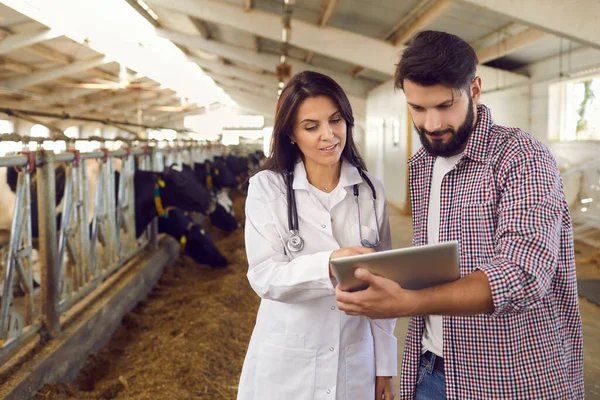 Veterinario que cuida vacas en una granja lechera muestra datos sobre una tableta digital al dueño de la granja. —  Fotos de Stock