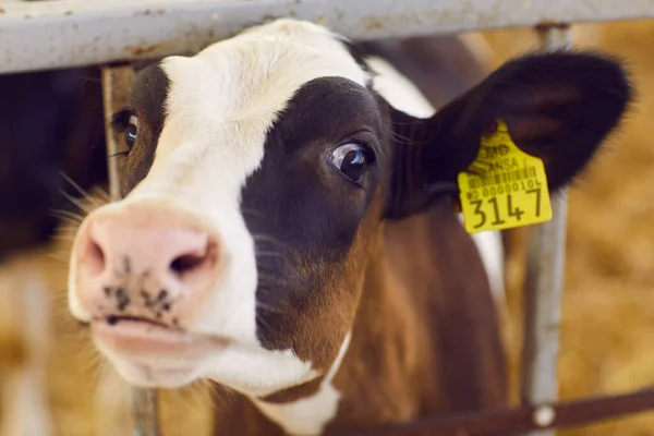 Gezicht van schattige zwart-witte koe met nummer in het oor op boerderij — Stockfoto