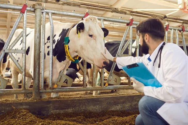 Agricultor o veterinario sentado y tocando la nariz de las vacas —  Fotos de Stock