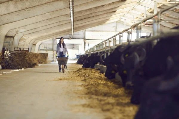 Jonge vrouw boerenknecht boer lopen langs kraampjes met zwarte koeien en stieren en het dragen van hooi — Stockfoto