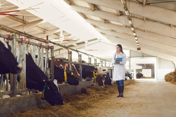 Mujer agricultora o veterinaria en uniforme caminando por puestos con vacas y tomando notas —  Fotos de Stock