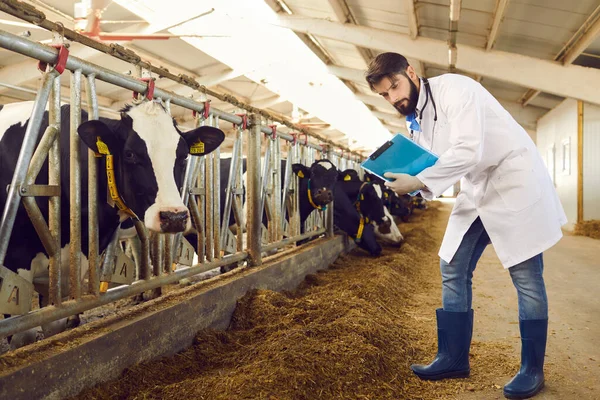 Veterinario ganadero con portapapeles de control de vacas en establos de establos en la granja lechera —  Fotos de Stock