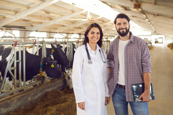 Sonriente joven agricultor y veterinario de ganado de pie en el establo de la vaca después del chequeo del ganado —  Fotos de Stock