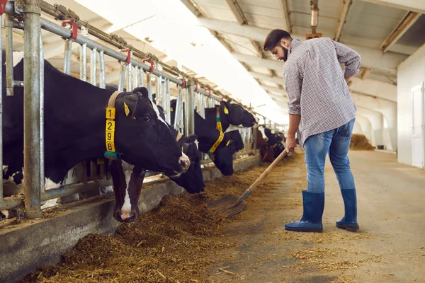 Agricultor con pala añadiendo forraje para alimentar vacas en una granja de ganado en el campo —  Fotos de Stock