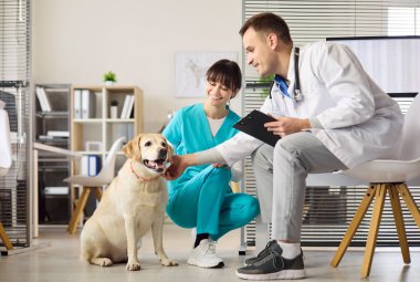 Veteriner doktor ve hemşire Labrador 'u klinikte selamlıyor. Dost canlısı ekip rutin kontroller sırasında evcil hayvan bakımı sunarak, köpeğin dikkat çekmekten hoşlandığına dikkat çekiyor. Sıcak takım çalışması ve evcil hayvan bakımı.