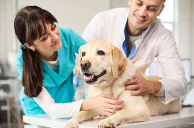 Veteriner doktor hemşire labrador köpeğini muayene ediyor. Gülümseyen takım, klinikte nazik bir muayene ve kontrol gerçekleştiriyor, evcil hayvan bakımı ve reklamlar için güvenilir hizmetler gösteriyor. Reklamlar için veterinerlik hizmeti kavramı.