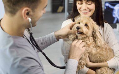 Veteriner veteriner muayenesi sırasında köpeği sahibine gösterir. Doktor klinikte steteskopla evcil hayvan bakımını izlerken bir kaniş karışımı oturur. Temel konsept veterinerlerin güvenidir..