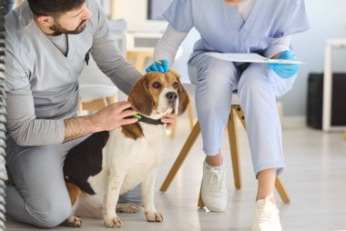 Veteriner veteriner doktor ve av köpeği konsültasyonda. Klinikteki veterinerlerle ilgilenmek ve rutin muayene ve bakımdan önce sakin bir destek önermek. Açık hayvan bakım teması gösterildi.