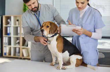 Veteriner veteriner doktor ve hemşire köpek kontrolü yapıyor. Parlak bir klinikte steteskop ve not muayenesi kullanırlar. Sakin av köpeği masaya oturuyor. Profesyonel veteriner bakım konseptini temizle.