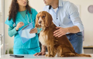Veteriner klinik danışmanlığında sahibi olan köpeği muayene ediyor. Spaniel muayene masasında oturuyor. Hemşire panoya bakıyor. Evcil hayvan sağlığı, aşı ve bakım hizmetlerini gösteriyor. Ana fikir veteriner bakımı..