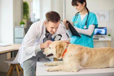 Veteriner doktor labrador köpeğini hemşire olarak muayene ediyor. Klinikte veteriner evcil hayvan kulağını büyüteçle kontrol ederken bir asistan da sakin bakım için not alıyor. Veteriner hayvan bakımı teması.