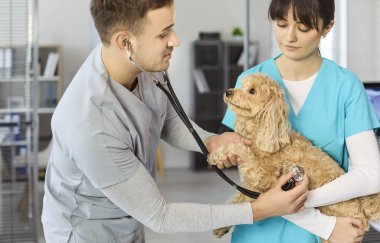 Veteriner hemşire köpek kontrolü ve steteskop tedavisi. Modern bir klinikte, teşhis, önleme ve nazik hayvan bakımı için yapılan rutin muayeneler sırasında kaniş karışımı incelenir. Konsept güven ve özen..
