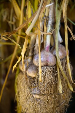 Sarımsak bir ahşap kulübe içinde kurutma