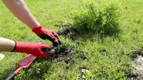 Руки в рукавичках висаджують квітку в парку. Зелений фон . — стокове відео