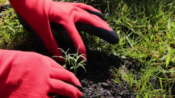 Hands in gloves planting flower in the park. Close up. Green background. — Stock Video