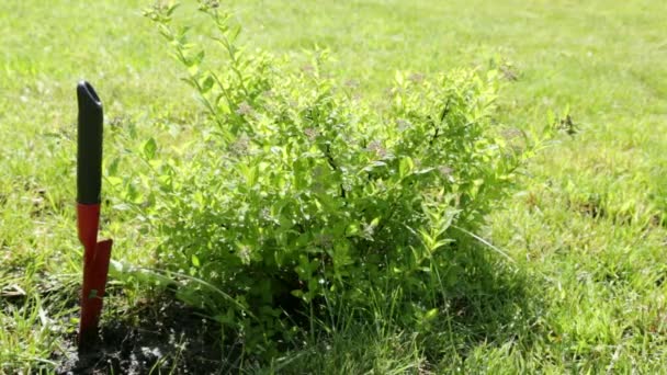 Riego de plantas en el jardín en un día soleado — Vídeos de Stock