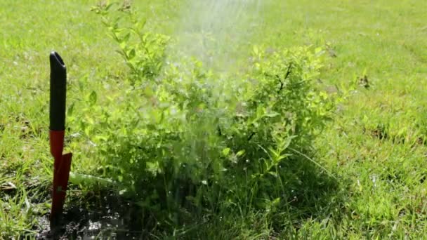 Drenken de struiken in de tuin op een zonnige dag — Stockvideo