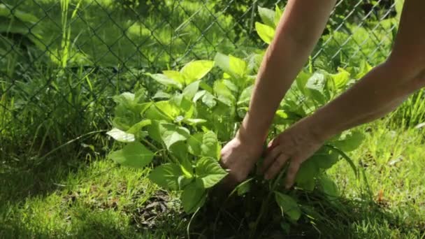 Ouderen mans handen schoon onkruid op tuin zonnige dag — Stockvideo