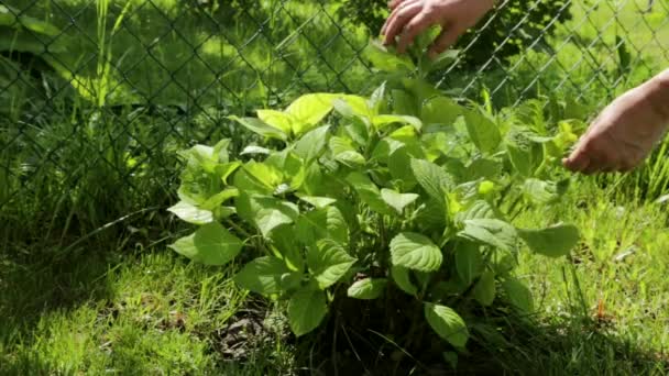 Famale Hände reinigen Anlage am Park sonnigen Tag grünen Hintergrund — Stockvideo