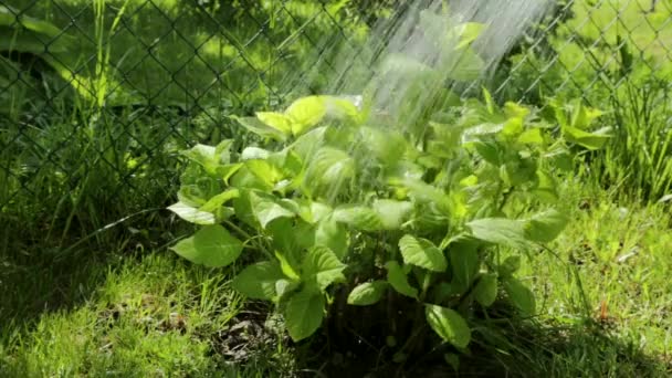 Rega planta no jardim em um dia ensolarado — Vídeo de Stock