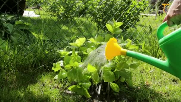 Pflanzengießen aus der Gießkanne im Garten an sonnigen Tagen — Stockvideo