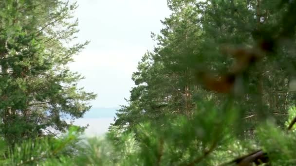 Krásný výhled na borový les s zelenými větvemi jehly closeup evergreen — Stock video