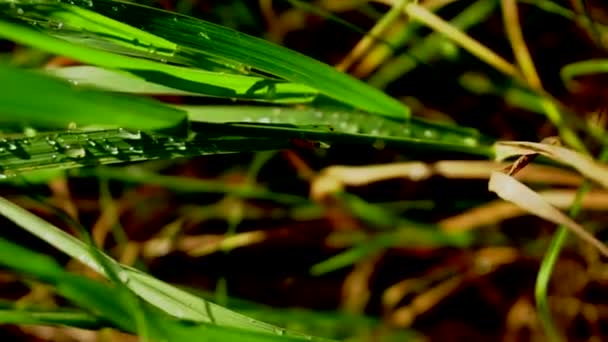 Υγρή πράσινο χορτάρι μετά από βροχή, κοντινό πλάνο — Αρχείο Βίντεο