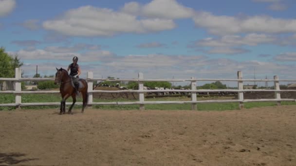 Montar a cavalo. Menina no belo cavalo montando no cerco . — Vídeo de Stock