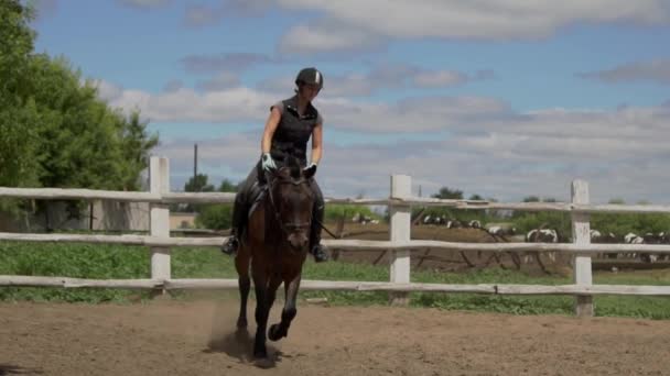 Montar a cavalo. Menina no belo cavalo montando no cerco . — Vídeo de Stock