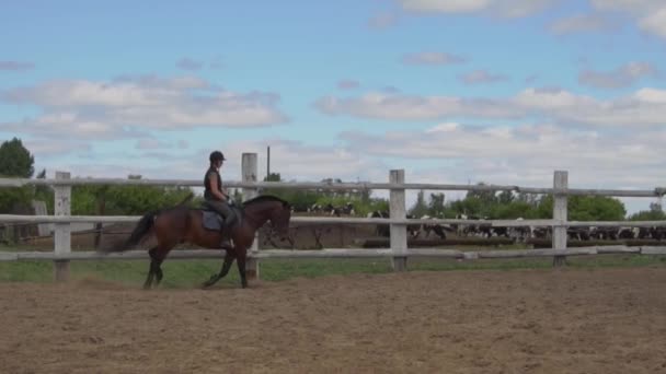 Montar a cavalo. Menina no belo cavalo montando no cerco . — Vídeo de Stock