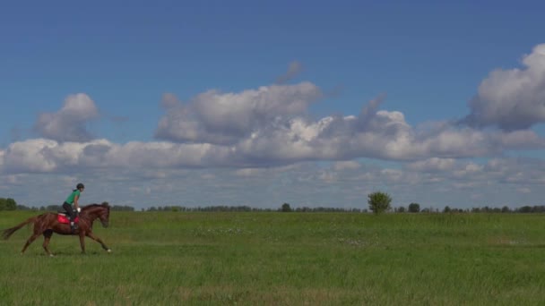 Молода жінка вершник їде на коні на галопі на полі — стокове відео