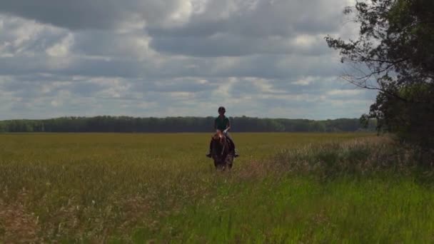 Молодая женщина всадник верхом на лошади на поле — стоковое видео
