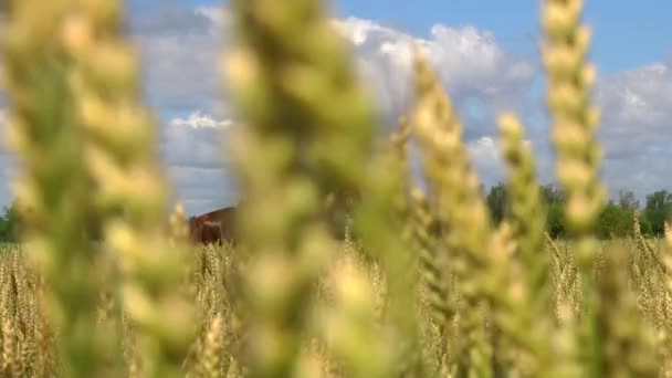 Молодая женщина всадник верхом на лошади на поле зрения через уши пшеницы — стоковое видео