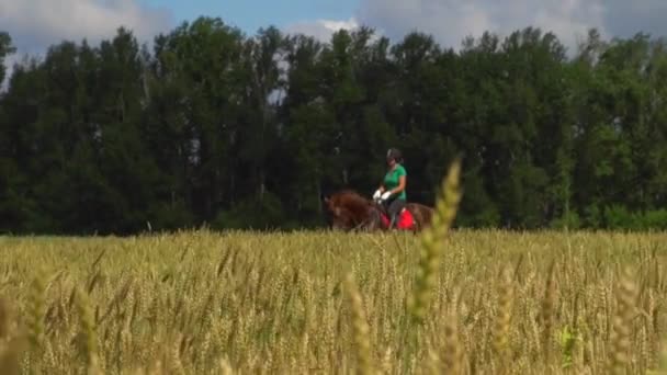 Jonge vrouw rider berijden van een paard op de veld weergeven door de oren van tarwe — Stockvideo