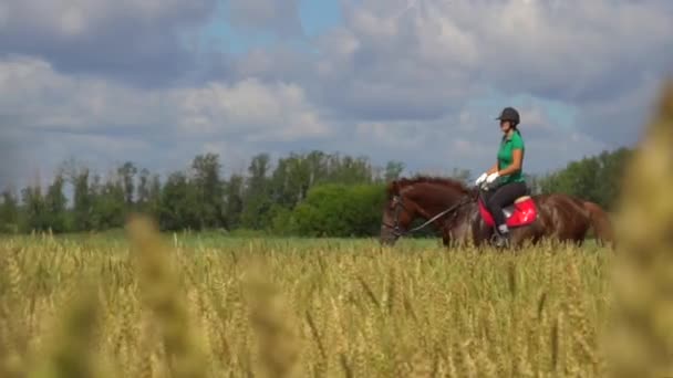 Joven jinete montando un caballo en la vista del campo a través de las espigas de trigo — Vídeos de Stock