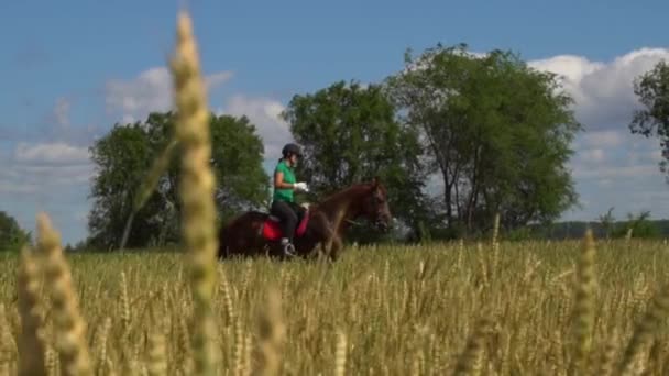 Giovane donna cavaliere cavalcando un cavallo sul campo vista attraverso le spighe di grano — Video Stock