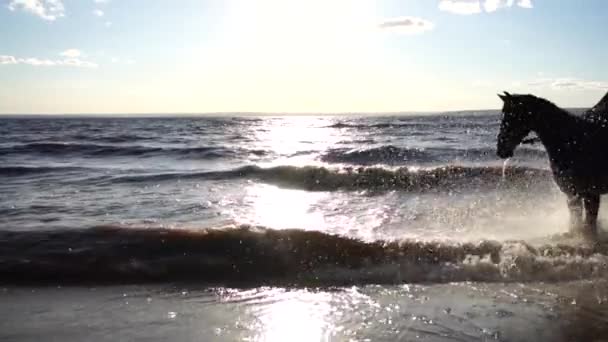 Two women ride on horse at river beach in water sunset light — Stock Video