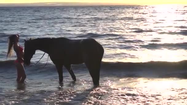 Joven sexy mujer vestida bikini resto con caballo en el río puesta de sol de agua — Vídeos de Stock