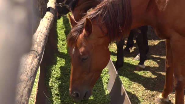 Caballos marrones comiendo heno en una granja — Vídeos de Stock