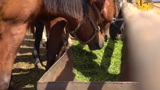 Cavalos castanhos comendo feno em uma fazenda — Vídeo de Stock