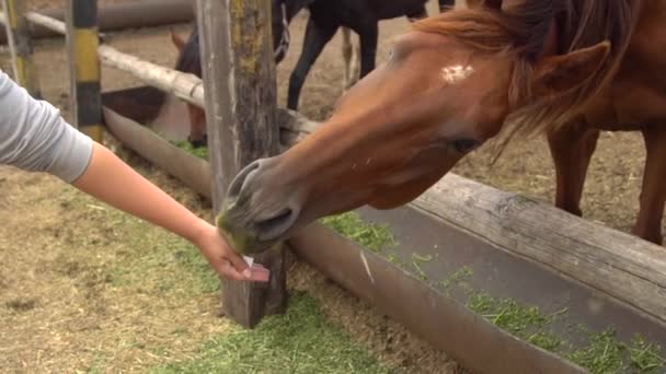 De cerca a caballo comiendo de la mano de mujer — Vídeos de Stock