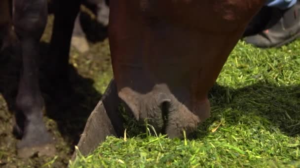Brązowe konie jeść siano w gospodarski — Wideo stockowe