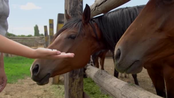 Fechar a cavalo comendo de mão de mulher — Vídeo de Stock