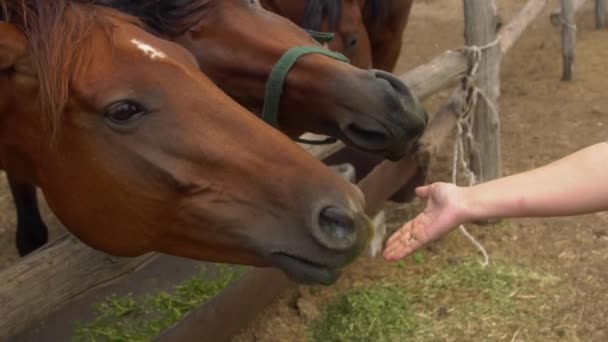 Крупним планом на коні їсть від жіночої руки — стокове відео