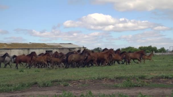 Kudde paarden galopperen op de achtergrond van een oude verlaten boerderij — Stockvideo