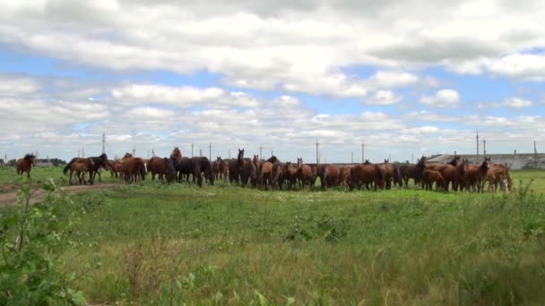 Hästar betar på ett grönt fält i bakgrunden elstolparna — Stockvideo