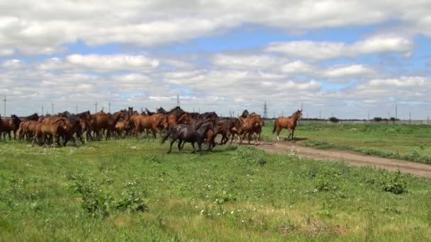 Herd of horses galloping on the background of green field — Stock Video