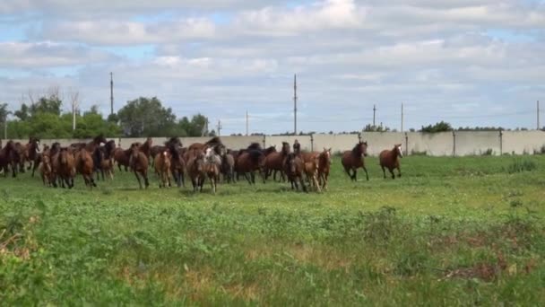 Troupeau de chevaux galopant sur le fond d'une ancienne ferme abandonnée 