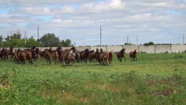 Kudde paarden galopperen op de achtergrond van een oude verlaten boerderij — Stockvideo